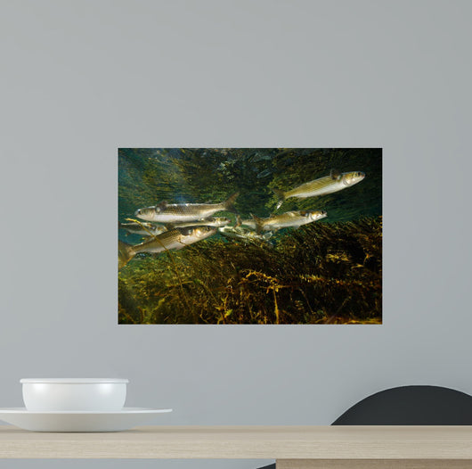 Striped Mullet Salt Springs Wall Decal Design 4