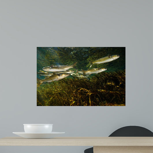 Striped Mullet Salt Springs Wall Decal Design 4