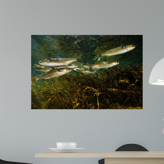 Striped Mullet Salt Springs Wall Decal Design 4