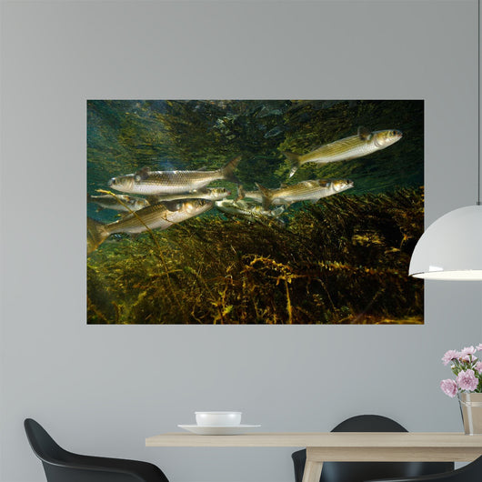 Striped Mullet Salt Springs Wall Decal Design 4