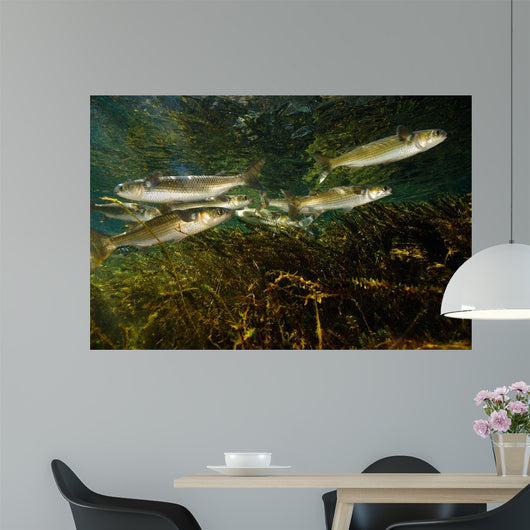 Striped Mullet Salt Springs Wall Decal Design 4
