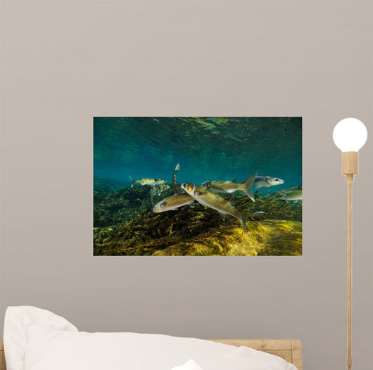 Striped Mullet Salt Springs Wall Decal Design 3