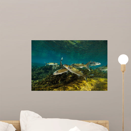 Striped Mullet Salt Springs Wall Decal Design 3