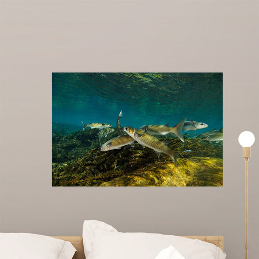 Striped Mullet Salt Springs Wall Decal Design 3