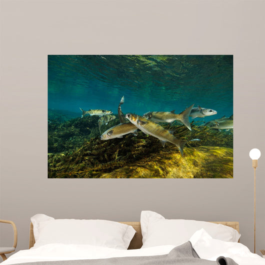 Striped Mullet Salt Springs Wall Decal Design 3