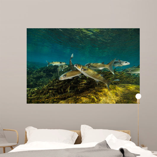 Striped Mullet Salt Springs Wall Decal Design 3