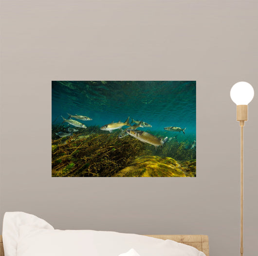 Striped Mullet Salt Springs Wall Decal Design 2