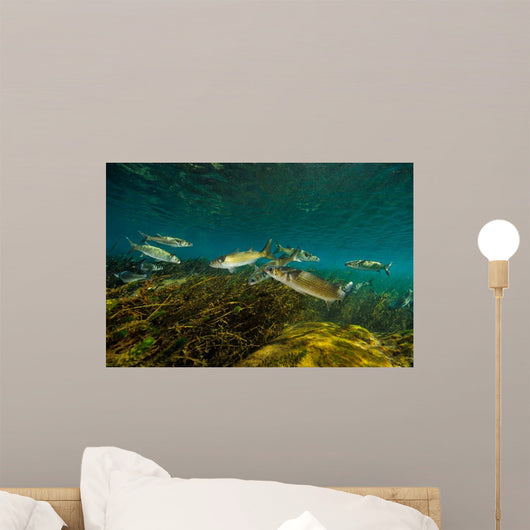 Striped Mullet Salt Springs Wall Decal Design 2
