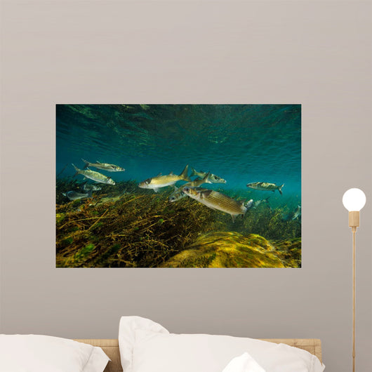 Striped Mullet Salt Springs Wall Decal Design 2
