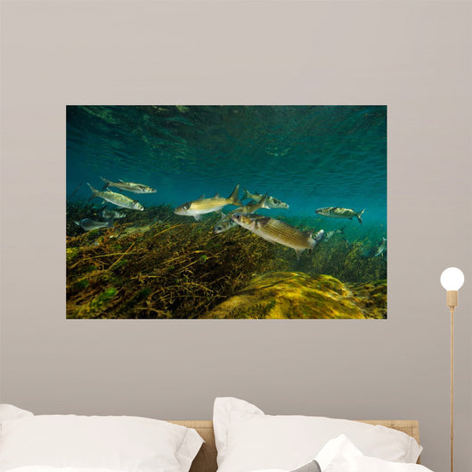Striped Mullet Salt Springs Wall Decal Design 2
