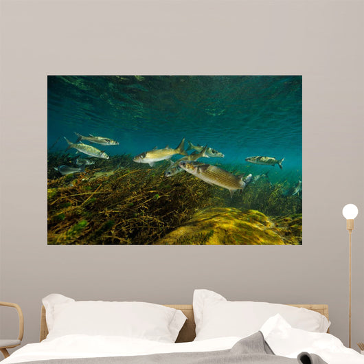 Striped Mullet Salt Springs Wall Decal Design 2