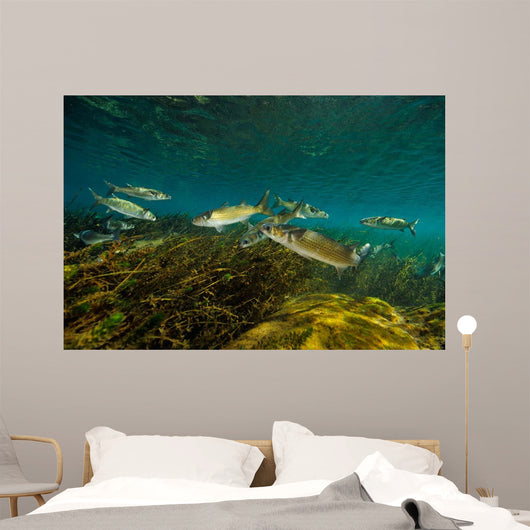 Striped Mullet Salt Springs Wall Decal Design 2