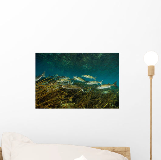 Striped Mullet Salt Springs Wall Decal Design 1
