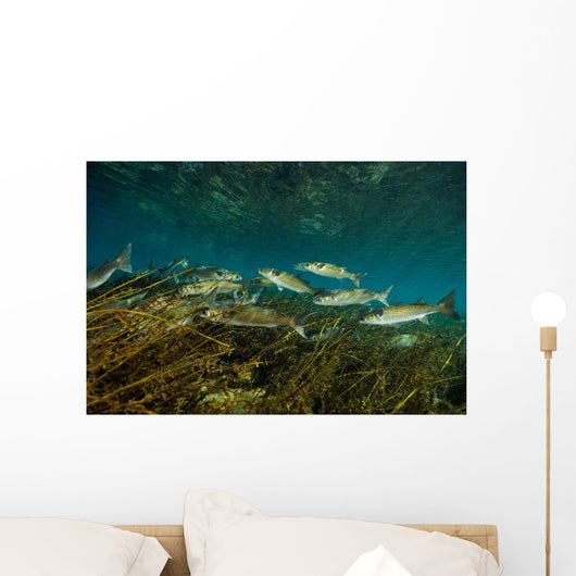 Striped Mullet Salt Springs Wall Decal Design 1