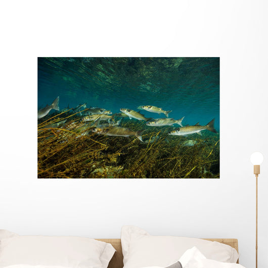 Striped Mullet Salt Springs Wall Decal Design 1
