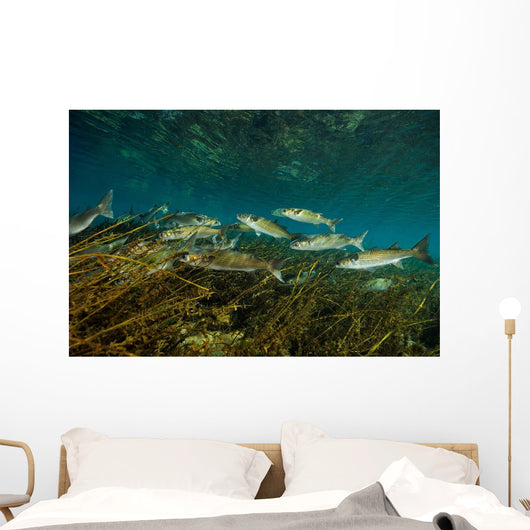 Striped Mullet Salt Springs Wall Decal Design 1