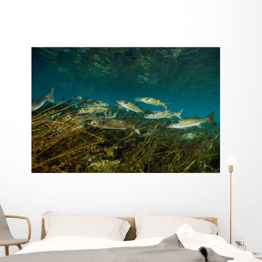 Striped Mullet Salt Springs Wall Decal Design 1