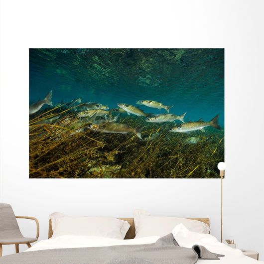 Striped Mullet Salt Springs Wall Decal Design 1
