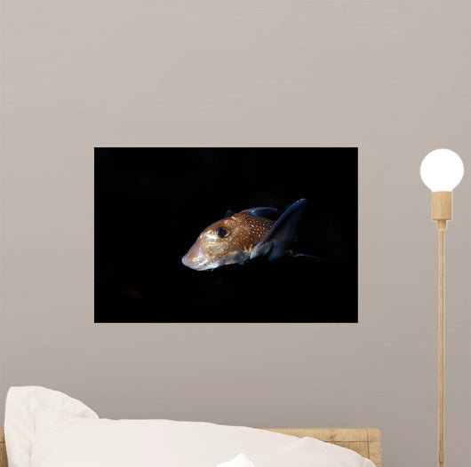 Spotted Ratfish Hydrolagus Colliei Wall Decal Design 3