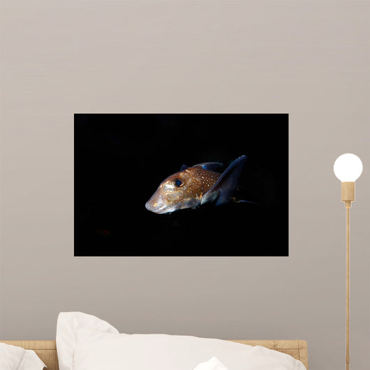 Spotted Ratfish Hydrolagus Colliei Wall Decal Design 3