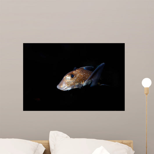 Spotted Ratfish Hydrolagus Colliei Wall Decal Design 3
