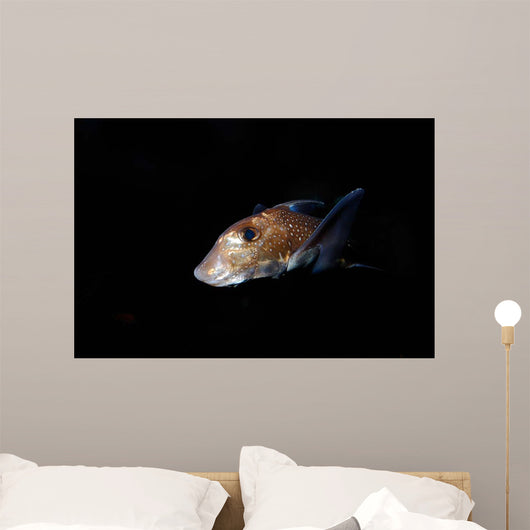 Spotted Ratfish Hydrolagus Colliei Wall Decal Design 3