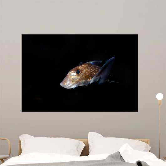 Spotted Ratfish Hydrolagus Colliei Wall Decal Design 3