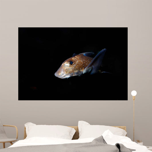Spotted Ratfish Hydrolagus Colliei Wall Decal Design 3