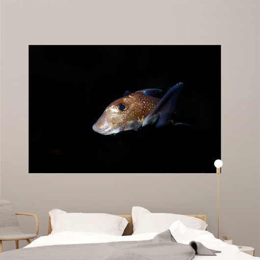 Spotted Ratfish Hydrolagus Colliei Wall Decal Design 3