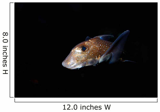 Spotted Ratfish Hydrolagus Colliei Wall Decal Design 3