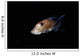 Spotted Ratfish Hydrolagus Colliei Wall Decal Design 3