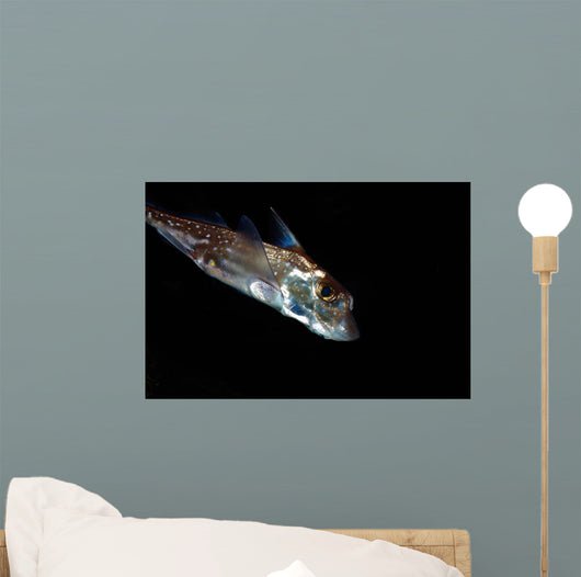 Spotted Ratfish Hydrolagus Colliei Wall Decal Design 2