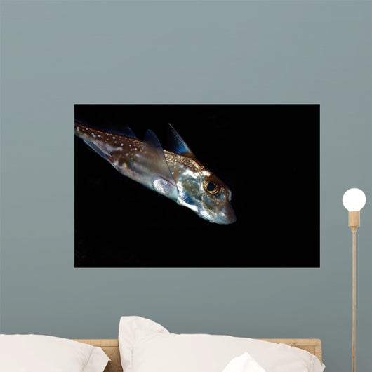 Spotted Ratfish Hydrolagus Colliei Wall Decal Design 2