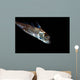 Spotted Ratfish Hydrolagus Colliei Wall Decal Design 2
