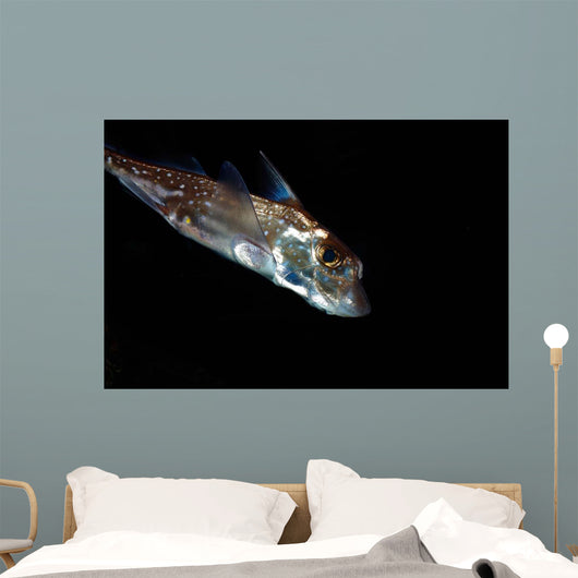 Spotted Ratfish Hydrolagus Colliei Wall Decal Design 2