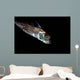 Spotted Ratfish Hydrolagus Colliei Wall Decal Design 2