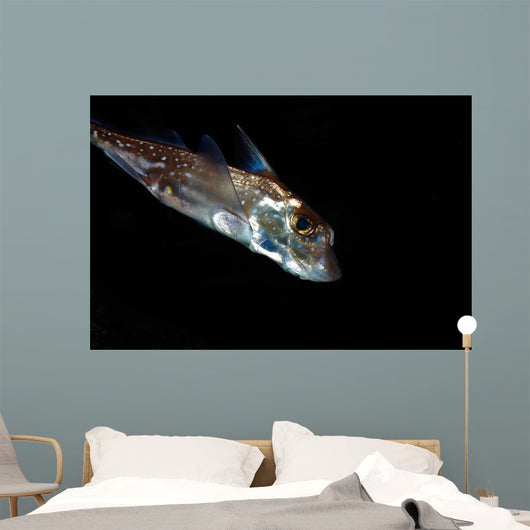 Spotted Ratfish Hydrolagus Colliei Wall Decal Design 2