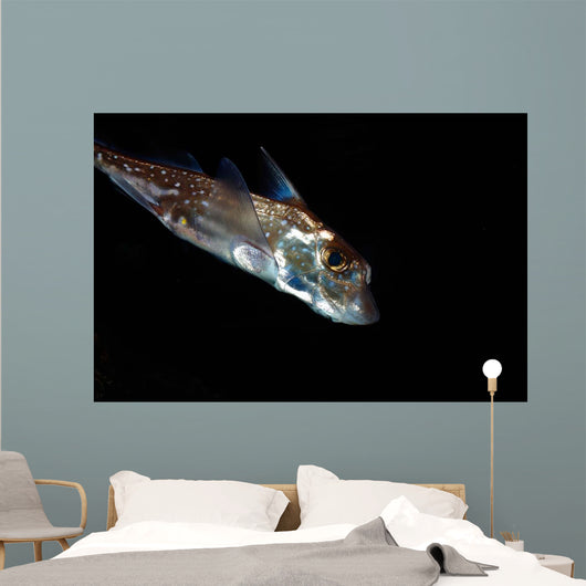 Spotted Ratfish Hydrolagus Colliei Wall Decal Design 2