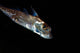 Spotted Ratfish Hydrolagus Colliei Wall Decal Design 2