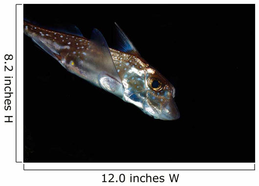 Spotted Ratfish Hydrolagus Colliei Wall Decal Design 2