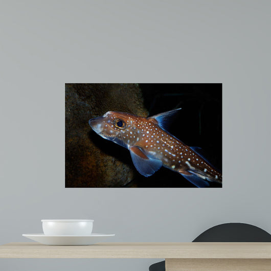 Spotted Ratfish Hydrolagus Colliei Wall Decal Design 1