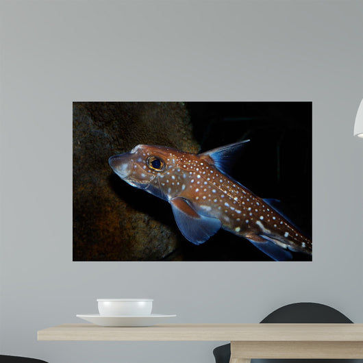 Spotted Ratfish Hydrolagus Colliei Wall Decal Design 1