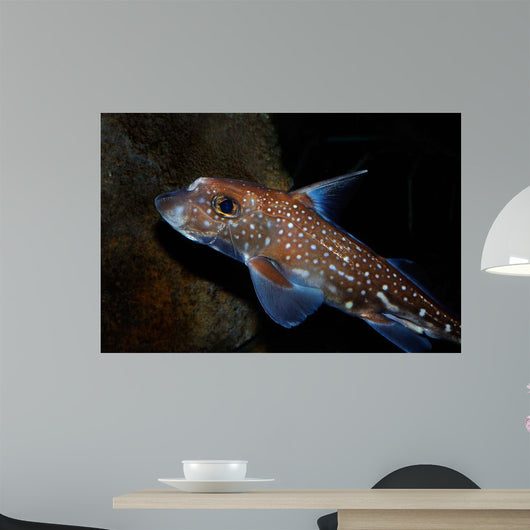 Spotted Ratfish Hydrolagus Colliei Wall Decal Design 1