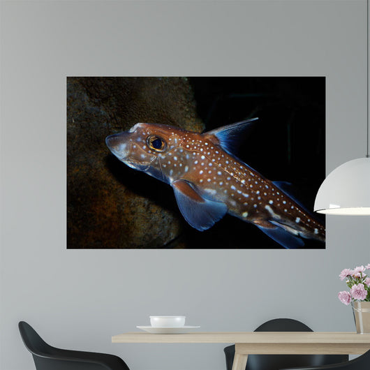 Spotted Ratfish Hydrolagus Colliei Wall Decal Design 1