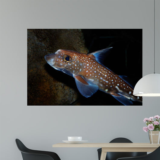 Spotted Ratfish Hydrolagus Colliei Wall Decal Design 1