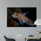 Spotted Ratfish Hydrolagus Colliei Wall Decal Design 1
