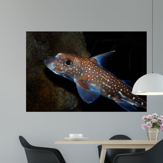 Spotted Ratfish Hydrolagus Colliei Wall Decal Design 1