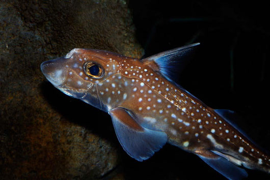 Spotted Ratfish Hydrolagus Colliei Wall Decal Design 1