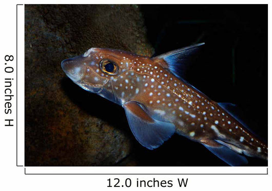 Spotted Ratfish Hydrolagus Colliei Wall Decal Design 1