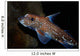 Spotted Ratfish Hydrolagus Colliei Wall Decal Design 1